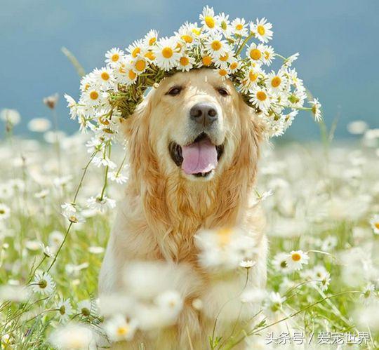 吃哪个牌子的狗粮好一点,超全狗粮测评你家狗粮选对了吗