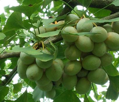 银杏果孕妇吃了会怎么样,白果孕早期能够吃吗