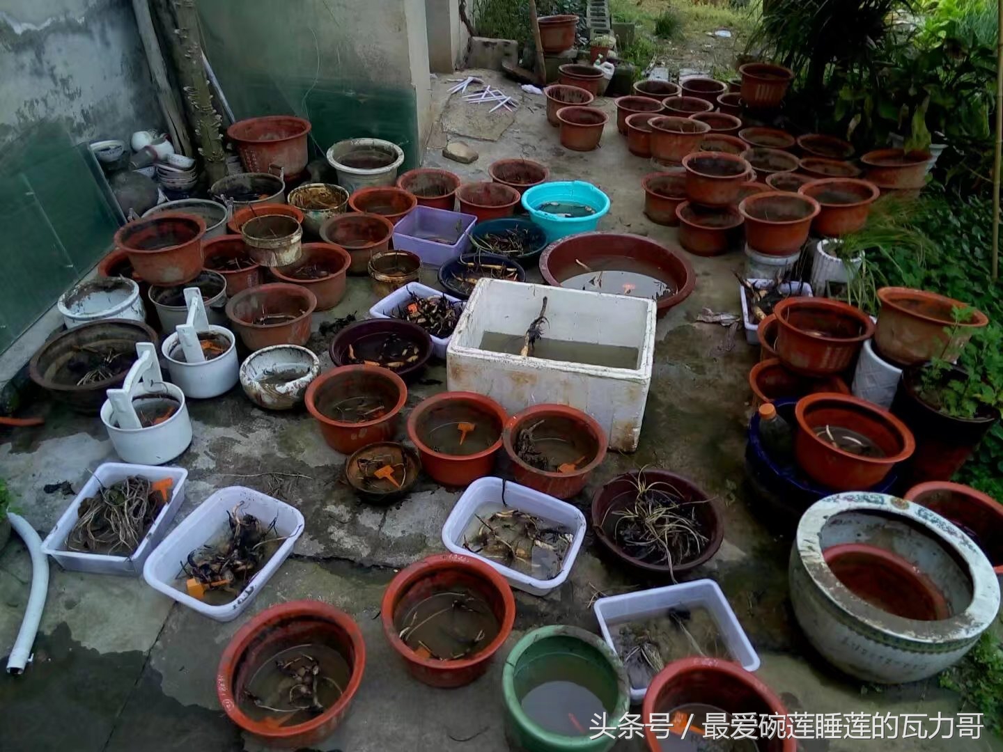 碗莲的养殖方法和忌讳,碗莲种植容器选择方法全过程