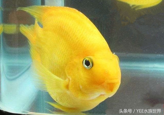 天地生化而成的精灵，一直在跟这些疾病搏斗