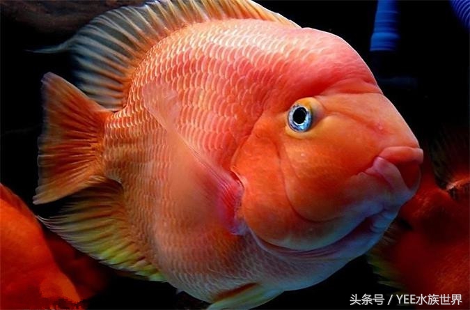 天地生化而成的精灵，一直在跟这些疾病搏斗