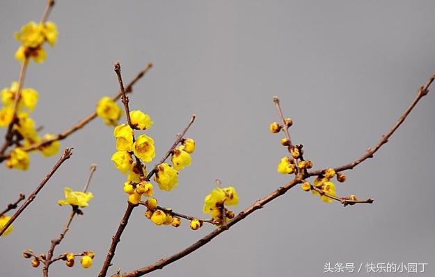 腊梅花怎么养花苞,腊梅花的养殖方法和管理