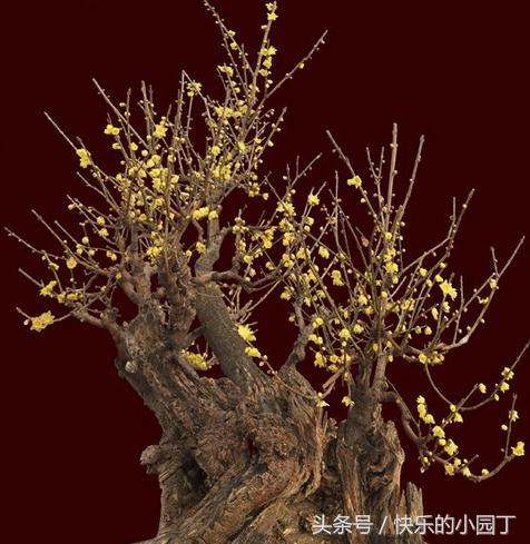 腊梅花怎么养花苞,腊梅花的养殖方法和管理