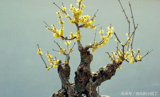 腊梅花怎么养花苞,腊梅花的养殖方法和管理