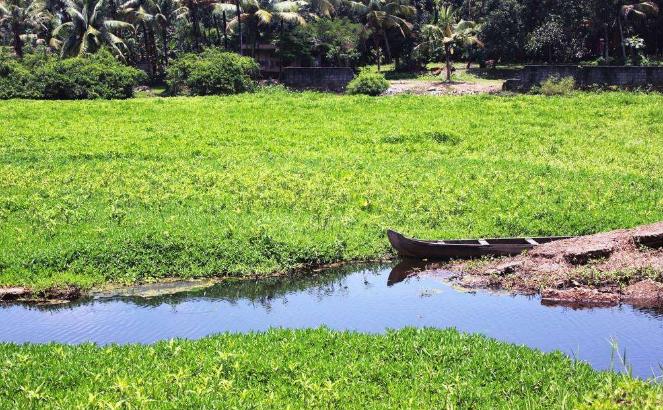 湿地和湿地动物,国外最大的湿地有什么动物