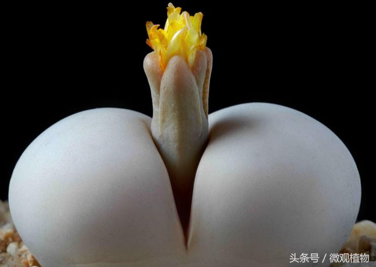 多肉植物屁股,长得像屁屁的多肉植物