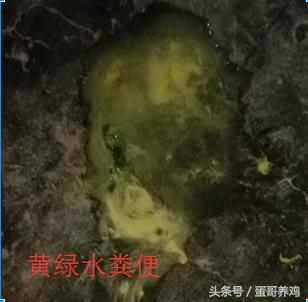 鸡群大面积死亡紧急救治,一天好几百的死鸡是得了什么病