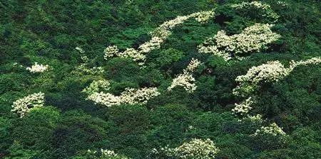 鹏城第一峰梧桐山要不要门票,鹏城第一峰梧桐山是大梧桐吗