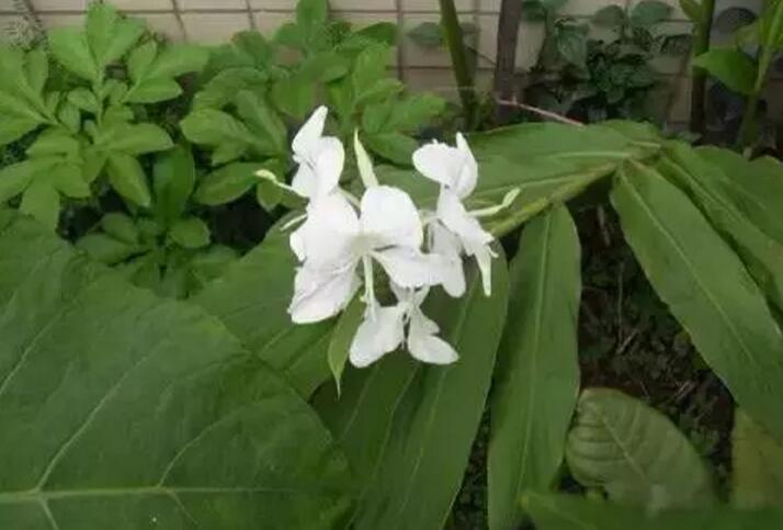 关于新加坡国花知识,新加坡的国花叫什么名字