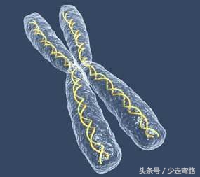 急性淋巴细胞白血病定义,小儿急性淋巴细胞性白血病