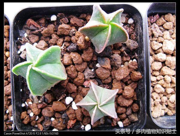 星球仙人球怎样繁殖,星球仙人掌如何养护