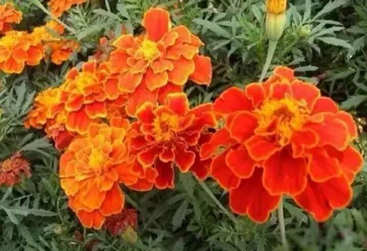 关于新加坡国花知识,新加坡的国花叫什么名字