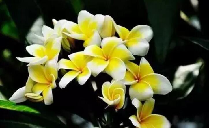 关于新加坡国花知识,新加坡的国花叫什么名字