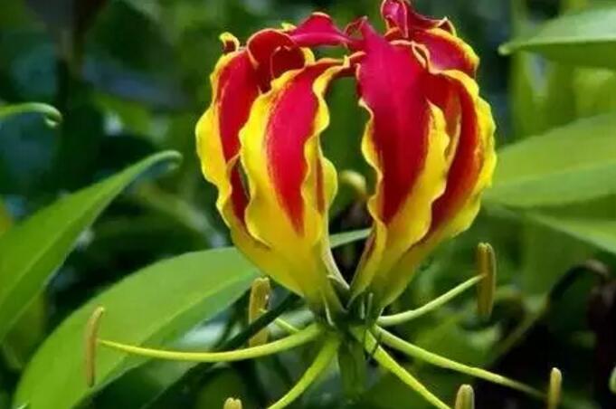 关于新加坡国花知识,新加坡的国花叫什么名字