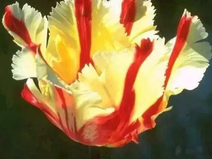 关于新加坡国花知识,新加坡的国花叫什么名字