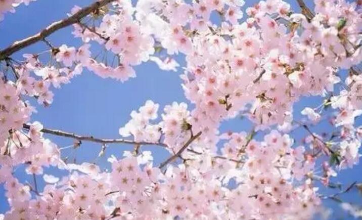 关于新加坡国花知识,新加坡的国花叫什么名字