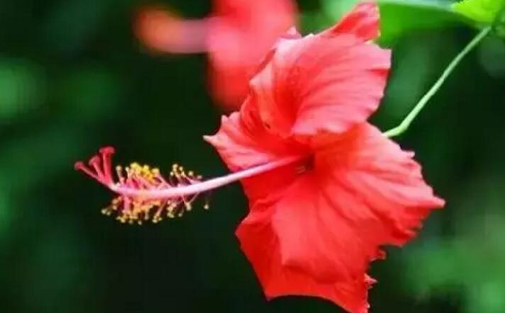 关于新加坡国花知识,新加坡的国花叫什么名字