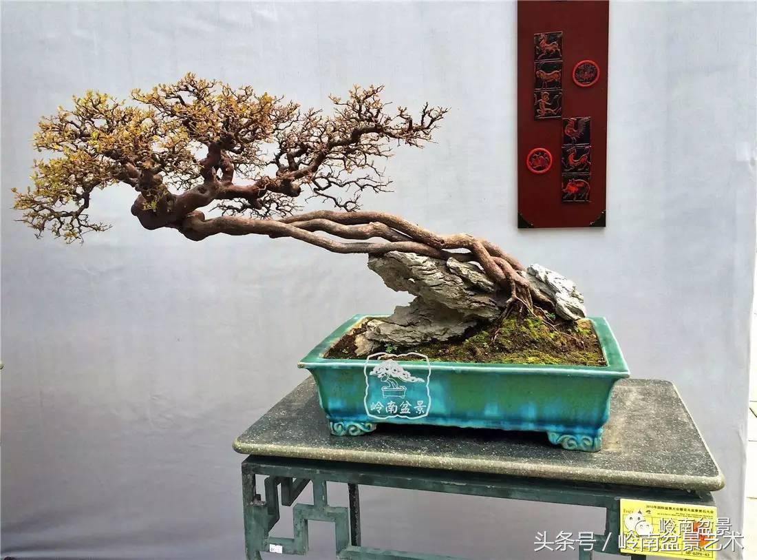 雀梅盆景价格在五千元至二万元的,经典中式庭院雀梅盆景100万以上