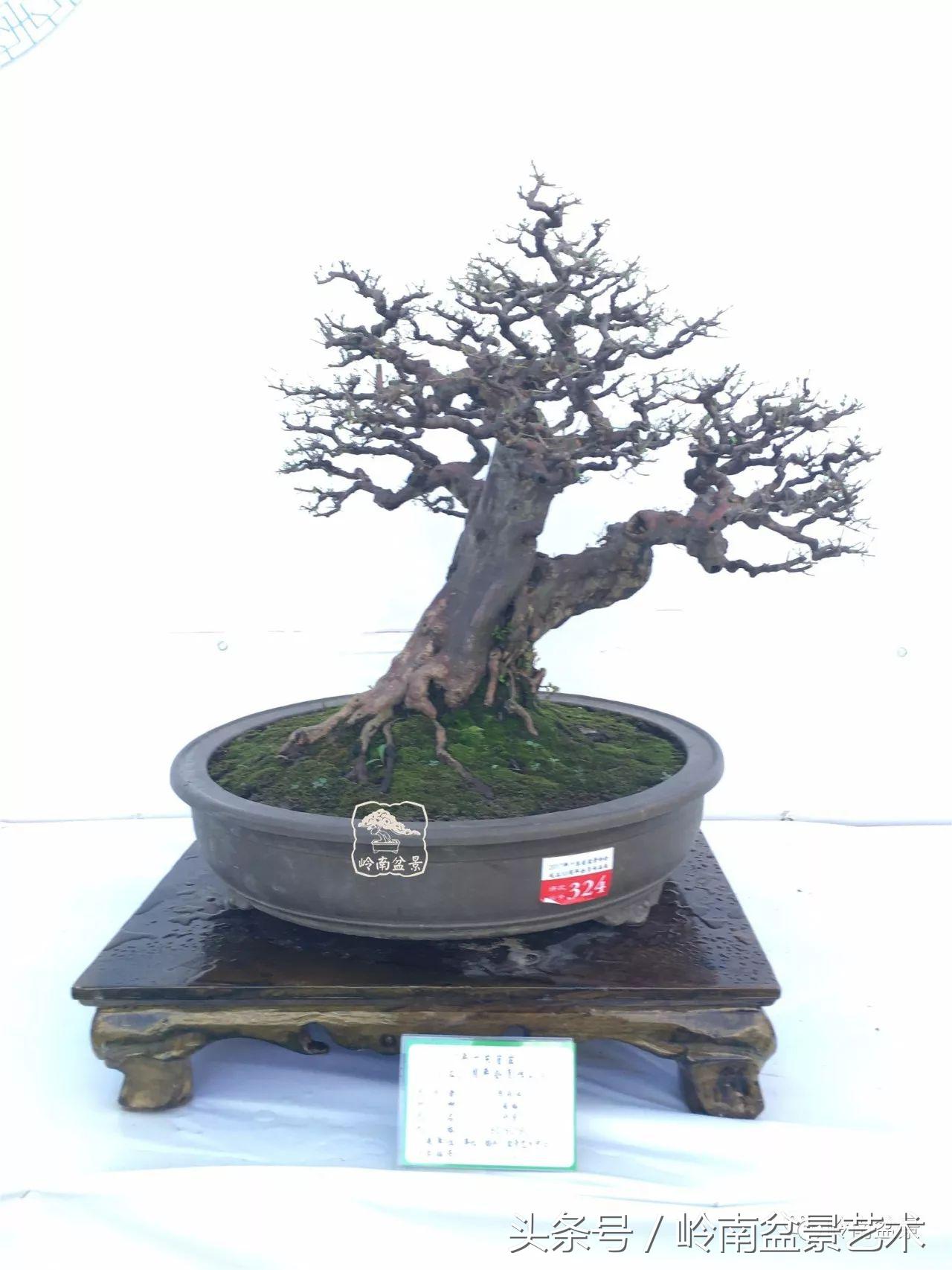 雀梅盆景价格在五千元至二万元的,经典中式庭院雀梅盆景100万以上