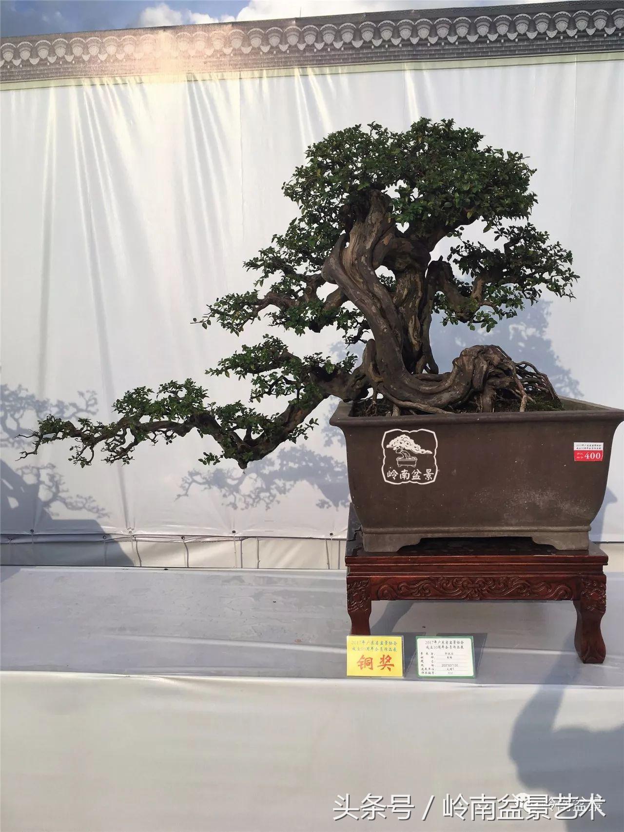 雀梅盆景价格在五千元至二万元的,经典中式庭院雀梅盆景100万以上