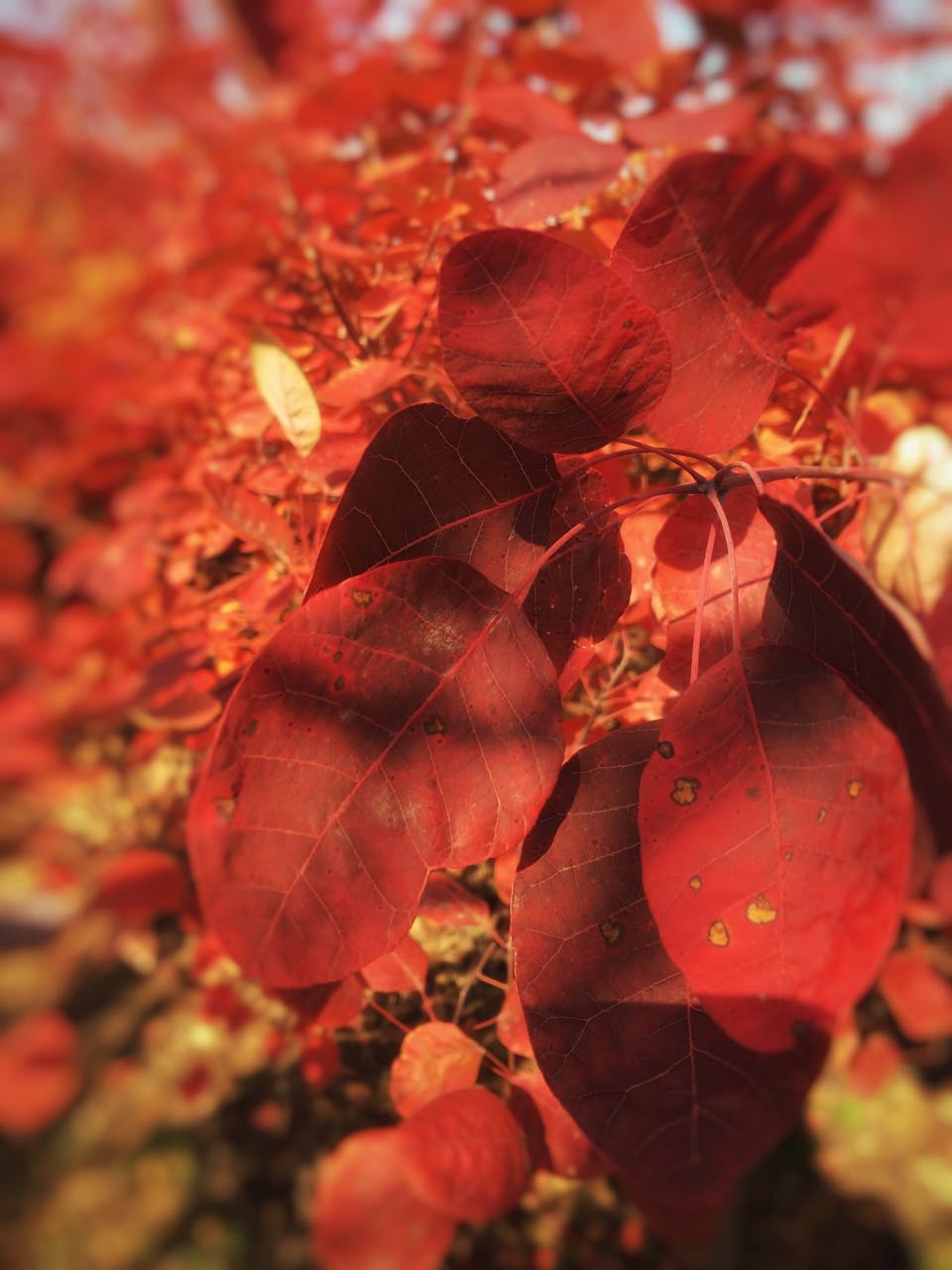 手机摄影作品赏析,手机摄影作品也能够美不胜收