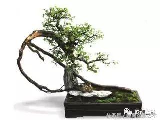 雀梅盆景价格在五千元至二万元的,经典中式庭院雀梅盆景100万以上