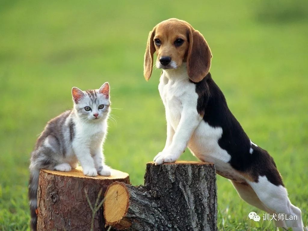 比格犬高山地区,农村比格犬