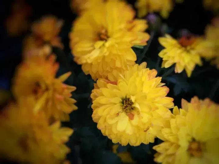 手机摄影作品赏析,手机摄影作品也能够美不胜收