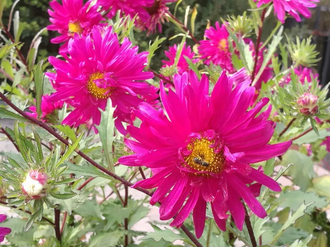 手机摄影作品赏析,手机摄影作品也能够美不胜收