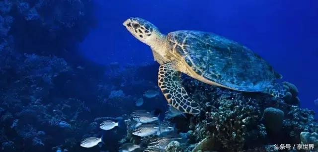 选岛秘籍｜马尔代夫代选岛就像挑老公，颜高活好不如合适最重要！