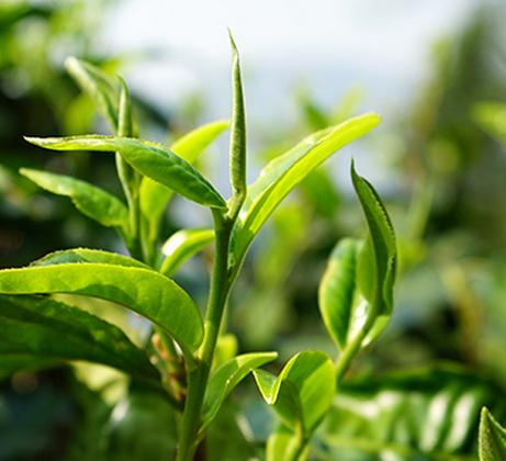 普洱七大茶山简介资料大全及图片,茶山介绍之新六大普洱茶山