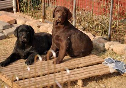 拉布拉多幼犬怎么饲养,拉布拉多幼犬怎么养需要准备什么