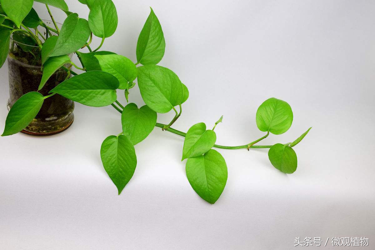 天气冷了绿萝枯萎怎么办,盆栽绿萝冬天怎么养才能安全过冬