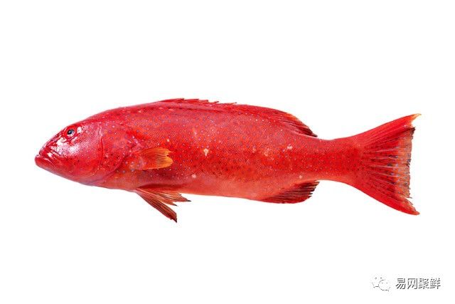 海产市场常见鱼有哪些品种,中国市场常见的进口鱼有哪些