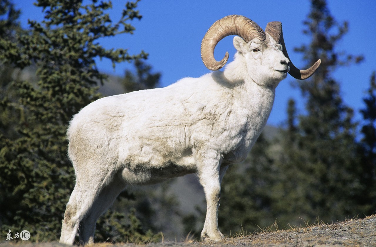 生肖羊明年运势预测，想你发“羊”财的你看过来