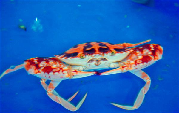 三亚的日照与海滩,遇见日照沙滩三亚