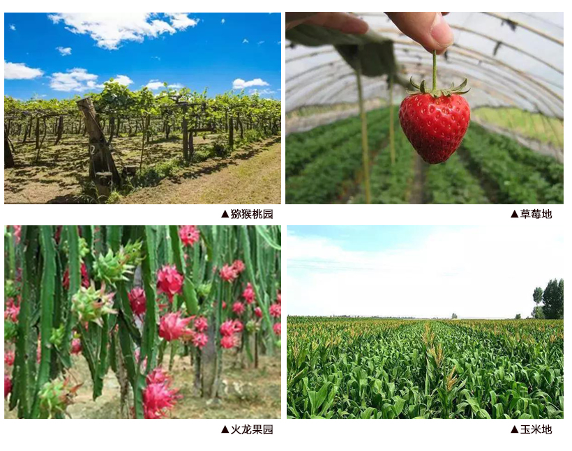 纯手工又美味的水果棒冰,韩式鲜果棒冰