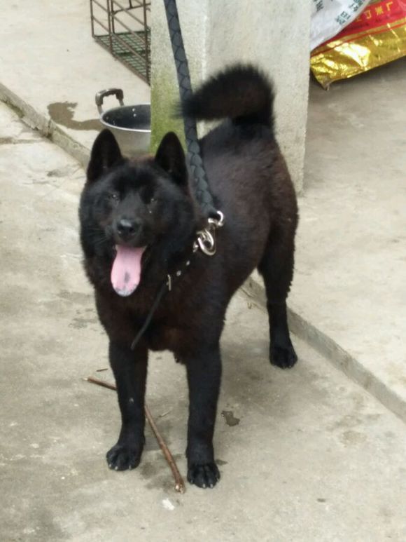 土狗，真的就比宠物狗差吗？看完这一组土狗再说