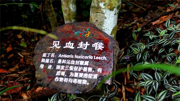 三亚的日照与海滩,遇见日照沙滩三亚