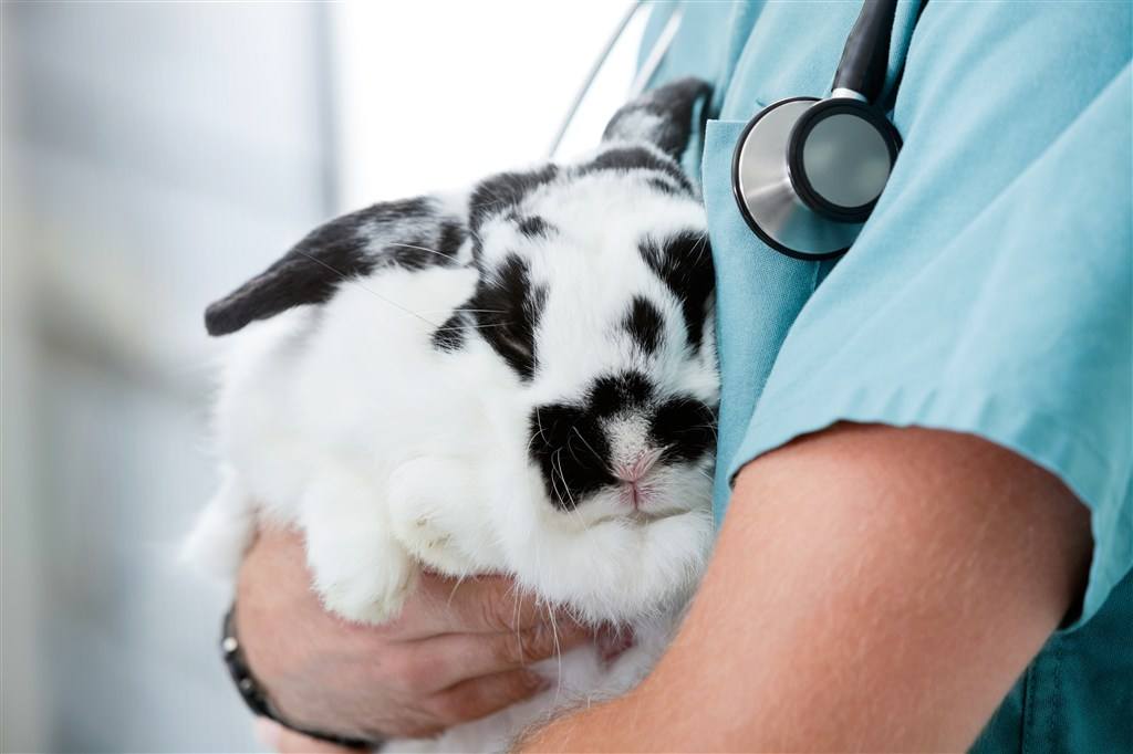 做宠物医生需要什么专业,做宠物医生要什么条件