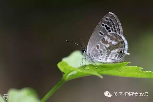 多肉蜗牛虫害怎么杀灭,多肉虫害症状及治疗