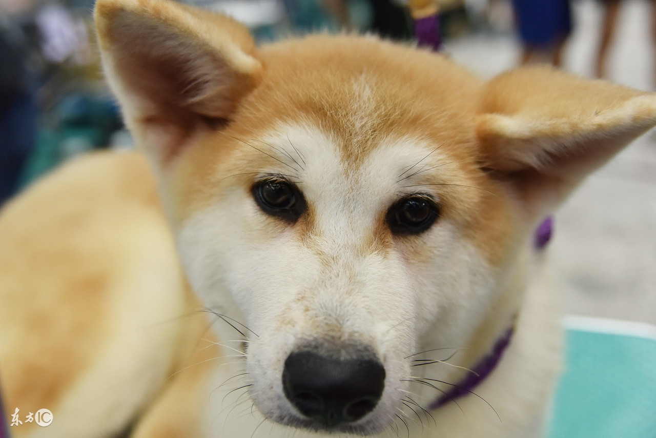 他居然能跟老鼠和流浪狗称兄道弟！付出就有回报，情感无分种群！