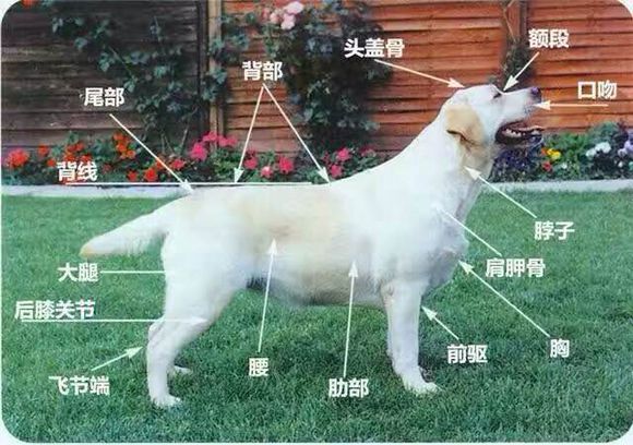 拉布拉多犬体重10斤有几个月了,拉布拉多的身高体重标准是多少