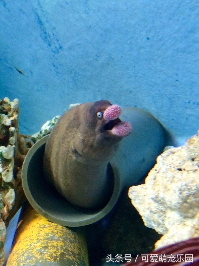 澶ц劯鐚殑鐑︽伡,澶ц劯鐚殑鐑︽伡瑙ｈ