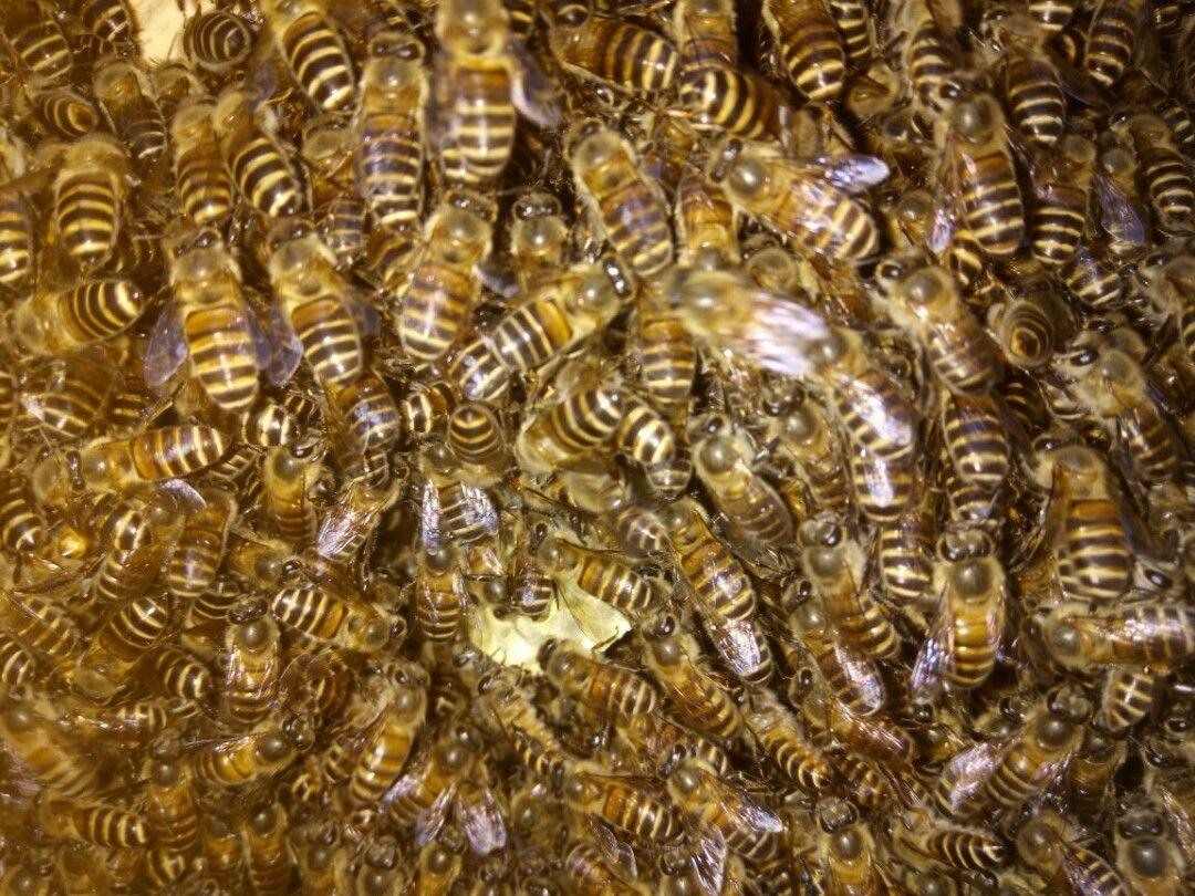 中蜂蜂蜜与意蜂蜂蜜有何区别,意蜂一年能产多少斤蜂蜜