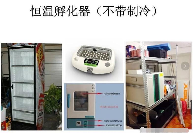 常见蛋龟的鉴别与繁育技巧,孵化器制作教程蛋龟