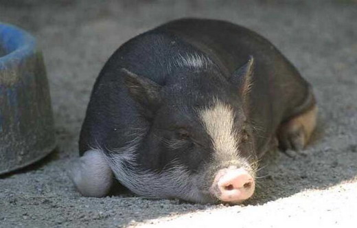 猪口蹄疫发病新特点及其防控要点,如何防控猪口蹄疫症状