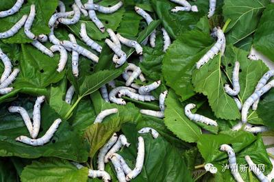 小松鼠吃什么最有营养,小松鼠吃什么怎么养