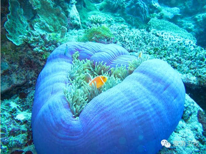 帕劳恢复免签2017,帕劳对中国人免签不