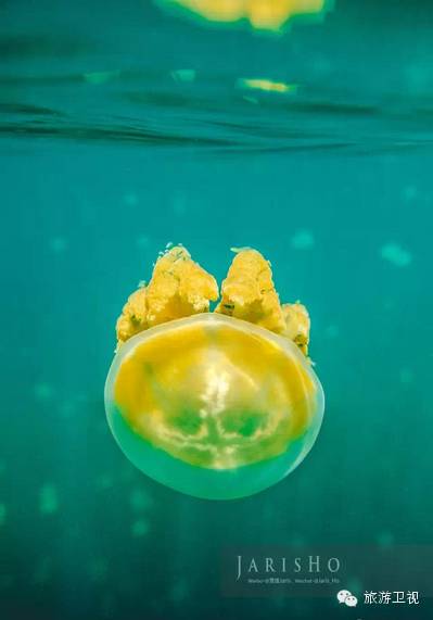 帕劳恢复免签2017,帕劳对中国人免签不